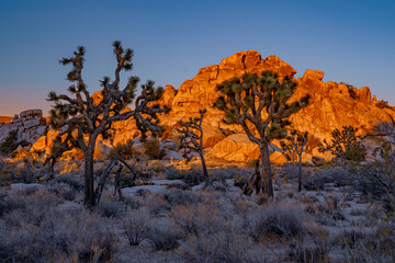 Obraz premium Morming in Joshua