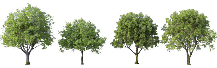 Obraz premium 4 different realistic green trees on a white background, png.