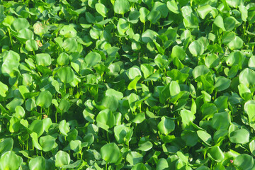 Water hyacinth is an aquatic plant that grows abundantly in water areas and can cause silting in rivers and can be used as raw material for crafts.