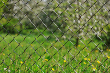a blooming spring garden behind a chain link fence