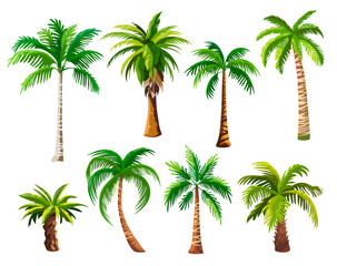 Cartoon palm trees. Palmtrees coconut palms coco tree leaves hawaii miami egypt brazil beach tropical forest jungle island element natural umbrella, ingenious vector illustration