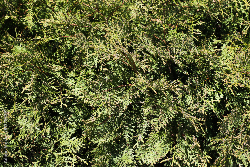 Canvas Prints Thuja occidentalis background. Closeup plant. Evergreen tree. Branches texture. Coniferous plant bush.