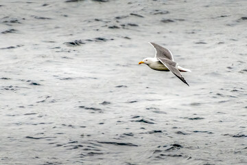 Un goéland au dessus d'un lac du Jura