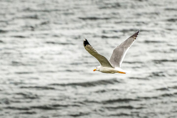 Goéland au dessus d'un lac du Jura