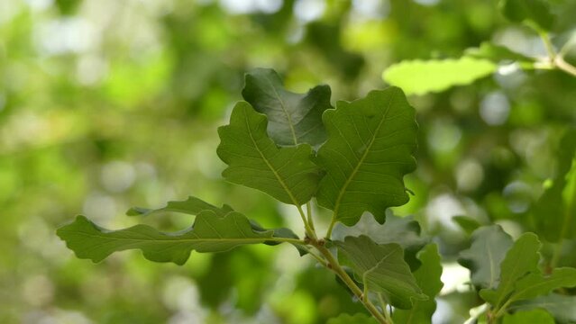 Quercus macrocarpa, the bur oak, sometimes spelled burr oak, is a species of oak in the white oak section Quercus sect. This plant is also called mossycup oak and mossycup white oak.