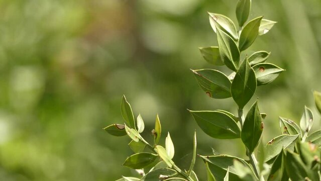 Ruscus aculeatus, known as butcher-broom, is a low evergreen Eurasian shrub, with flat shoots known as cladodes that give the appearance of stiff, spine-tipped leaves.