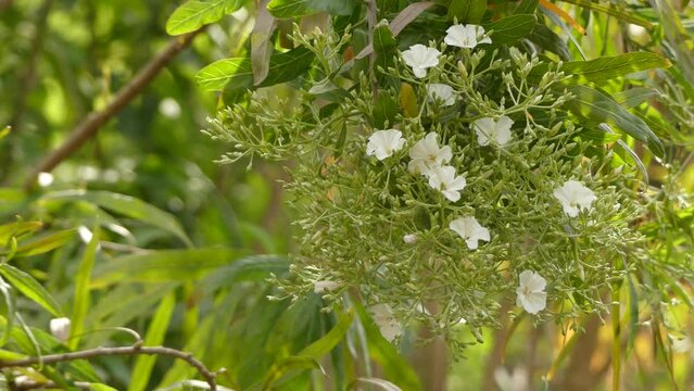 Sideroxylon marmulano. Sideroxylon is a genus of trees in the family Sapotaceae described as a genus by Linnaeus in 1753. They are collectively known as bully trees. Endemic to the Canary Islands