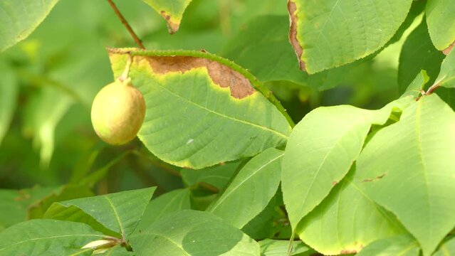 Aesculus parviflora (bottlebrush buckeye) is species of buckeye. It is also called dwarf horse chestnut in recognition of its resemblance to its more famous relative horsechestnut.