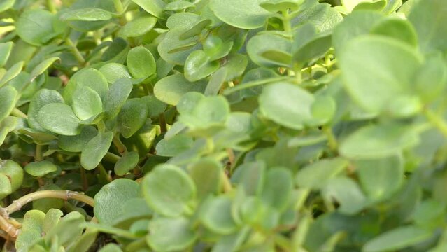 Transfer focus: Crassula multicava is perennial succulent plant from family Crassulaceae. Common names fairy crassula, pitted crassula and London pride. Fairy crassula is native of South Africa.