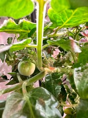 Seedlings of cherry tomatoes on a white windowsill in transparent plastic cups at home.