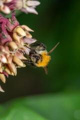 A bee pollinates milkweed flower macro photography in springtime. A bumblebee pollinates asclepias...