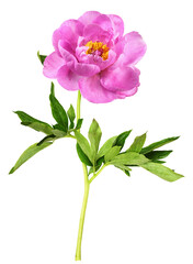 Pink peony flower with green leaves isolated on white or transparent background.