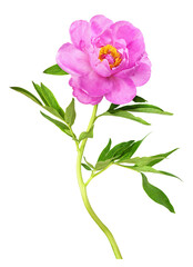 Beautiful pink peony flower with green leaves isolated on white or transparent background.