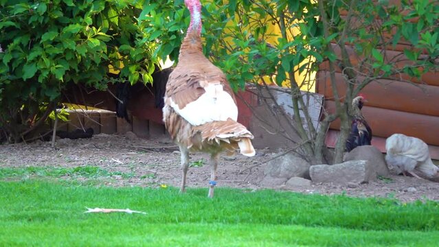 Blue turkeys are very interesting and distinctive breed. They are often also called Aspid. Bird was bred not so long ago and was most often used as a decorative one.