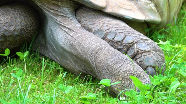 Galapagos tortoise complex or Galapagos giant tortoise complex (Chelonoidis and related species) are the largest living species of tortoise. Modern Galapagos tortoises can weigh up to 417 kg.