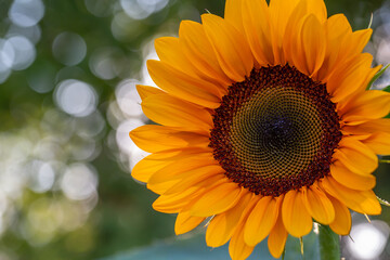Fototapeta premium Blooming sunflower on a green background closeup on a summer sunny day. Sunflower with bright yellow petals on a in summertime