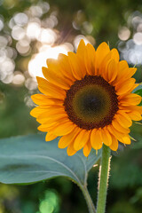 Obraz premium Blooming sunflower on a green background closeup on a summer sunny day. Sunflower with bright yellow petals on a in summertime