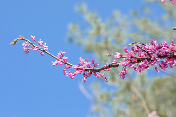 Blooming redbud trees in springtime with bright blue sky background, close up photo