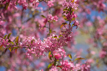 Pink crab apple blossoms on a branch in early springtime with blurred pink and blue background. 