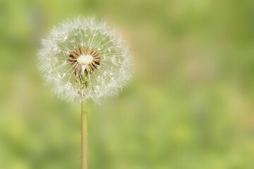 White dandelion head isolated on a light green background on a spring day in Iowa, close up photo with copy space for text
