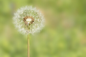 White dandelion head isolated on a light green background on a spring day in Iowa, close up photo with copy space for text