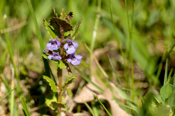 Tiny purple henbit flowers blooming on a spring day in Iowa, closeup photo. 