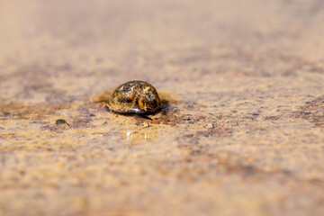 Tiny snail with a brown shell on a stone barely covered in water. 