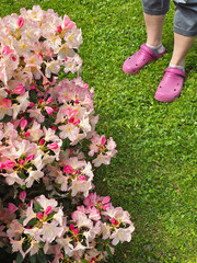 Rhododendron plant garden and feet