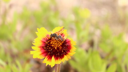 abeja polinizando, fondo pantalla, fondo escritorio