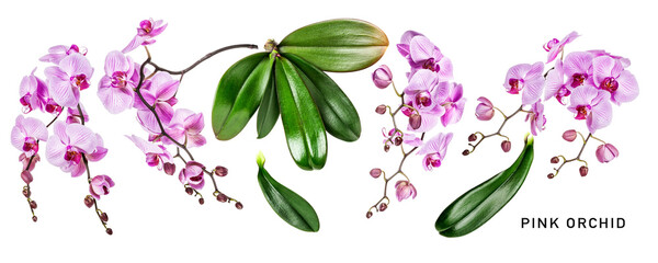 Different pink orchid flowers and leaves set isolated. PNG with transparent background. Flat lay....