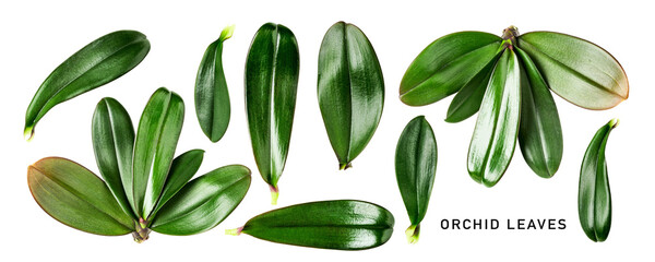 Orchid green leaves collection isolated. PNG with transparent background. Flat lay. Without shadow.