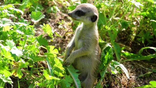 Meerkat or suricate (Suricata suricatta) is small carnivoran belonging to mongoose family (Herpestidae). Meerkats live in all parts of Kalahari Desert in Botswana, in much of Namib Desert in Namibia.