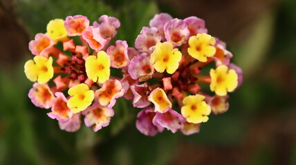 flores gemelas, fondo pantalla, fondo escritorio