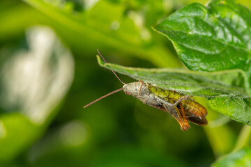 Common field grasshoper sitting on a green leaf macro photography in summertime. Common field grasshopper sitting on a plant in summer day close-up photo. Macro insect on a green background.