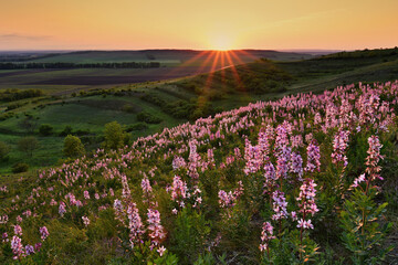 Fototapeta premium A group of blooming blooming plant known as burning bush or Dictamn growing wild on the Dunajovice Hills in the Czech Republic on a grassy hillside in the glow of the setting sun on a clear spring day
