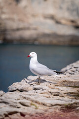 Fototapeta premium seagull at the cliffs in Banyalbufar in mallorca on a sunny windy day in summertime