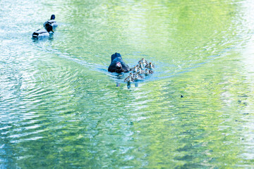 Mamá pata y patitos en el agua