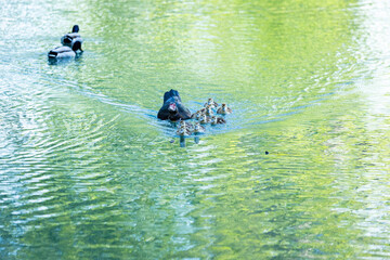 Mamá pata y patitos en el agua