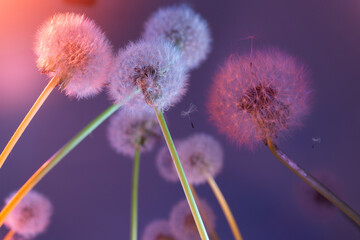 Spring flower, dandelion. On a colorful background