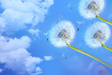 Spring flower, dandelion and flying seeds against the background of sky and clouds