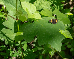 The golden-banded skipper, Telegonus cellus, is an uncommon skipper of woodland slopes. The 3-leaf...