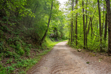An old mining road through the woodland along Big Soddy Creek Gulf during early spring when the...