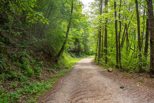 An old mining road through the woodland along Big Soddy Creek Gulf during early spring when the foliage on trees is bright green. Soddy Daisy, Tennessee.