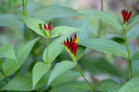 A beautiful cluster of Indian pink flowers and buds. Spigelia marilandica is a native plant often cultivated for gardens. Horizontal.