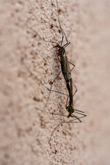 Naklejka premium Two tipulidae crane flies mating on a wall background, closeup