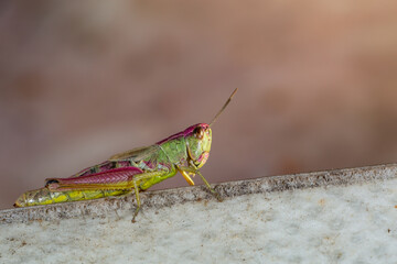 Common field grasshoper sitting on a stone macro photography in summertime. Common field grasshopper sitting on a paving slabs in summer day close-up photo.