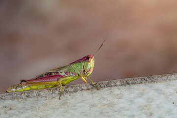 Common field grasshoper sitting on a stone macro photography in summertime. Common field...