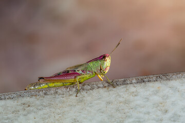 Common field grasshoper sitting on a stone macro photography in summertime. Common field grasshopper sitting on a paving slabs in summer day close-up photo.