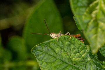 Fototapeta premium Common field grasshoper sitting on a green leaf macro photography in summertime. Common field grasshopper sitting on a plant in summer day close-up photo. Macro insect on a green background.