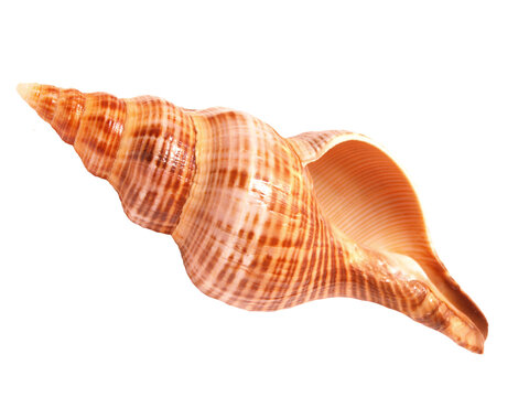 Seashell isolated on white